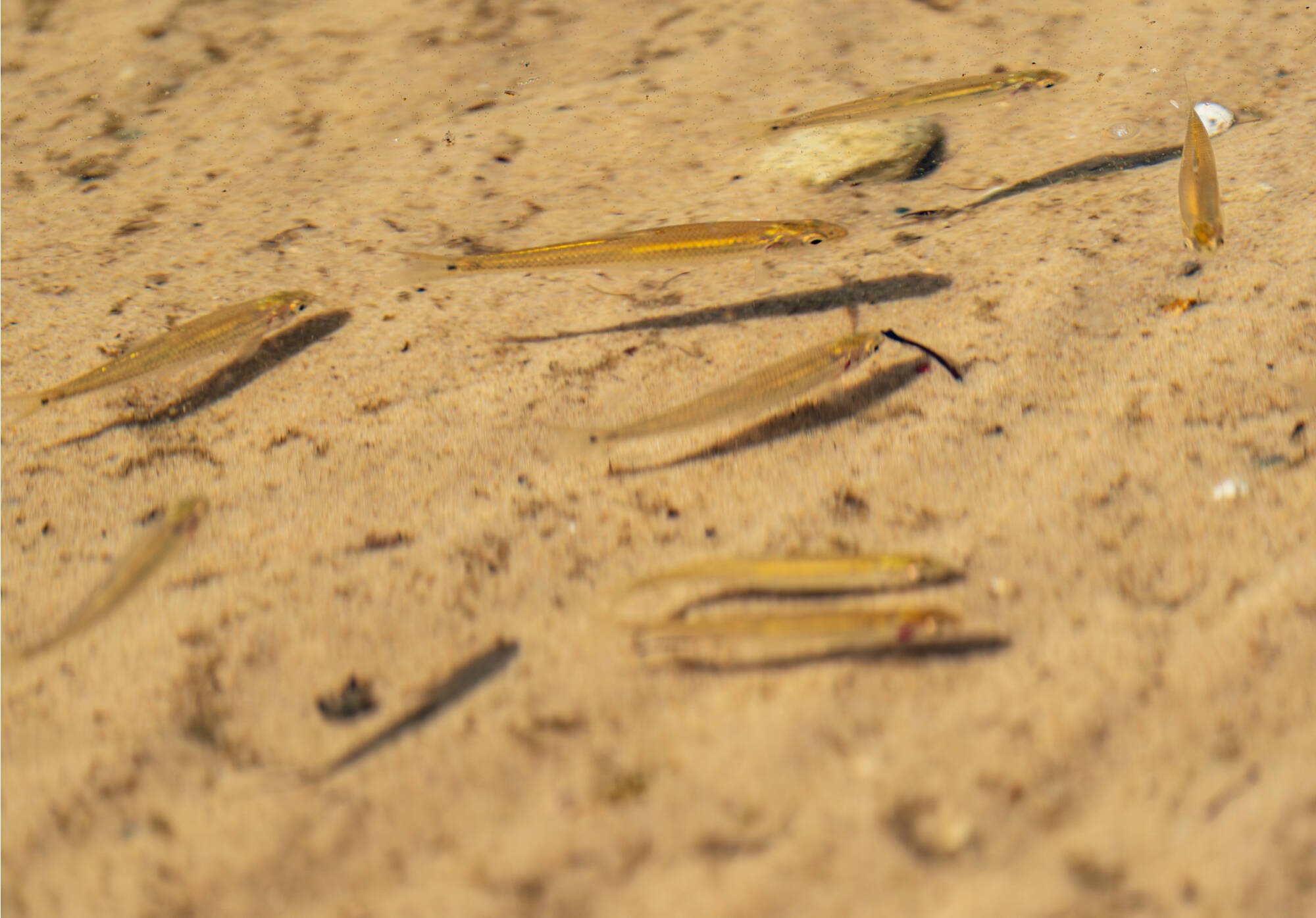 small fish swim in shallow water